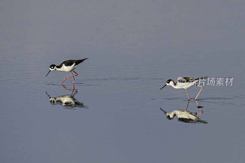 黑颈高跷鸟(Himantopus mexicanus)是一种当地丰富的美国湿地和海岸线滨鸟。加州萨克拉门托-圣华金河三角洲的斯塔顿岛